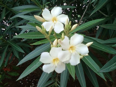 Buy white oleander/white Nerium/ oleander/karabi flower plant Online ...