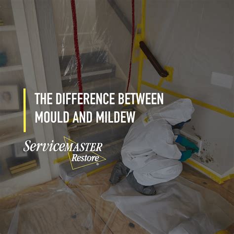 The Difference Between Mould and Mildew - ServiceMaster Restore