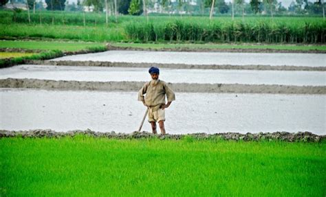 Depleting Ground Water Level Forces Punjab Farmers to Shift From Paddy ...