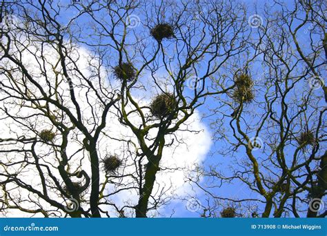 Crows nests stock photo. Image of countryside, spring, tops - 713908
