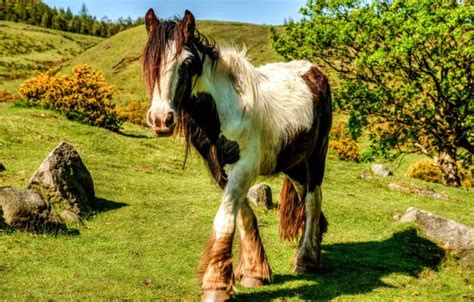 Wallpaper nature, horse, horse for mobile and desktop, section животные ...