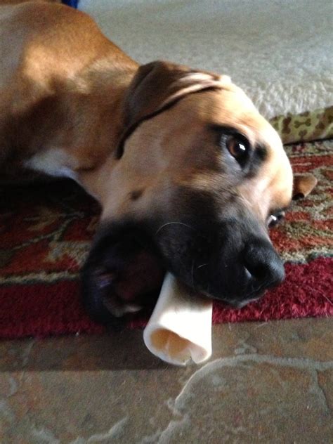 Second Chance Boxer Rescue Florida