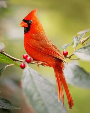 Casperson Funeral Home & Cremation Services | Recent Obituaries ...