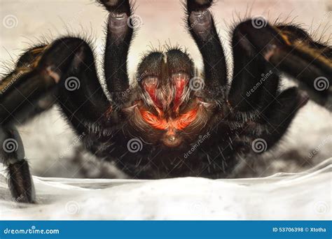 Tarantula Spider Fangs