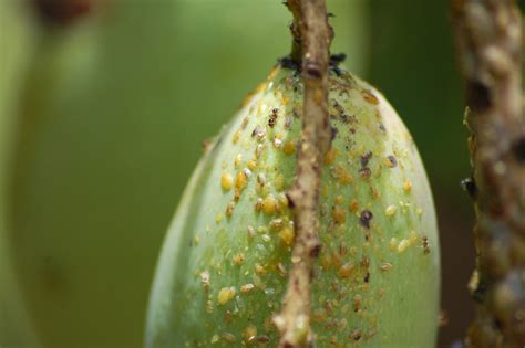 Image result for Fruit Tree Problems