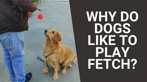 Image result for Why Do Dogs Fetch