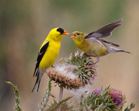 American Goldfinch: The Golden Bird - Birds and Blooms
