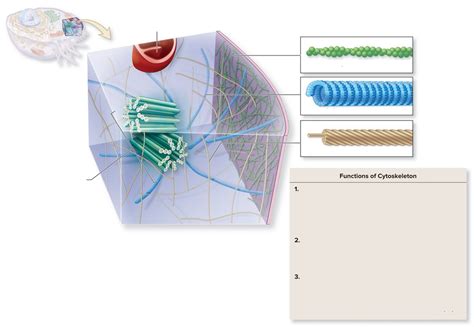 Functions of Cytoskeleton Diagram | Quizlet