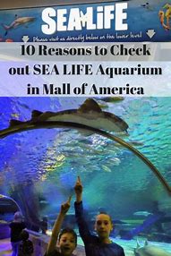 Image result for Sea Life Aquarium Mall