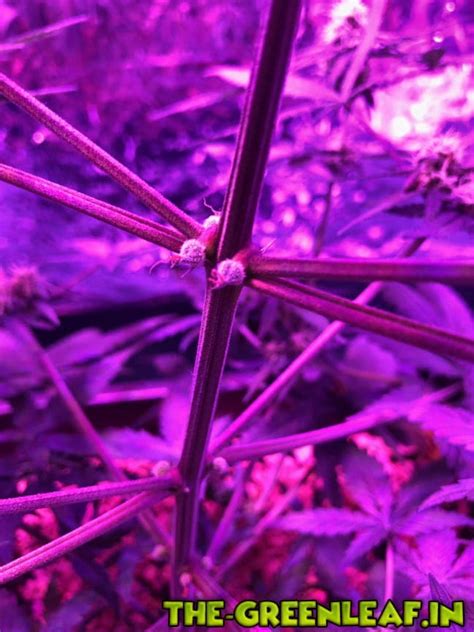 Was ist das..? - Grundwissen - The-Greenleaf - Cannabis Grow Community