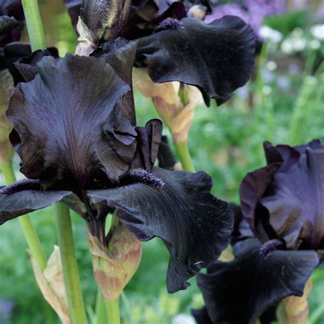 Black Iris Meaning Symbolism: Unveiling the Meaning and Symbolism - Symbolic Symbols