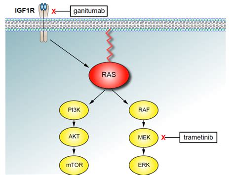 Investigating Ganitumab and Trametinib for Rhabdomyosarcoma - NCI