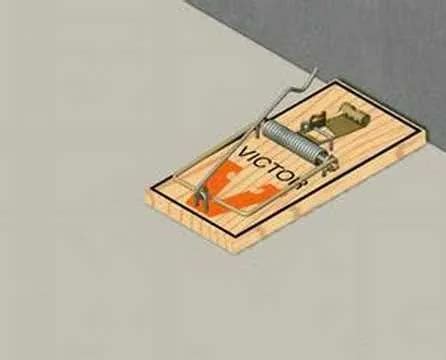 Image result for How to Set Mouse Guard Mouse Trap