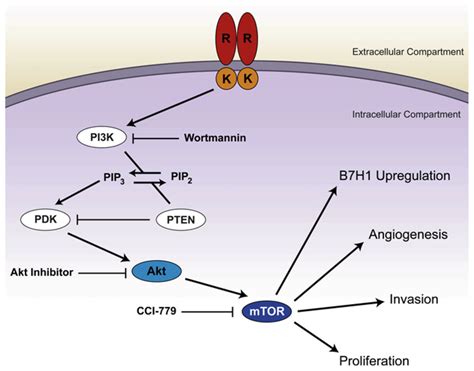 Diagram depicting the PI3K/Akt/mTOR pathway and indicating the ...