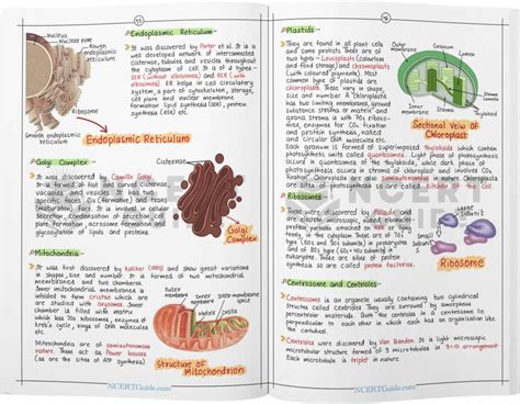 NEET Biology Short Notes | Handwritten & Colorful | Quick Revision Book ...