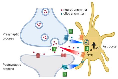 Dysregulation of Astrocyte–Neuronal Communication in Alzheimer’s Disease