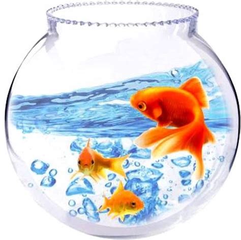 Fish Tank - Buy Fish Tank online at Best Prices in India | Flipkart.com