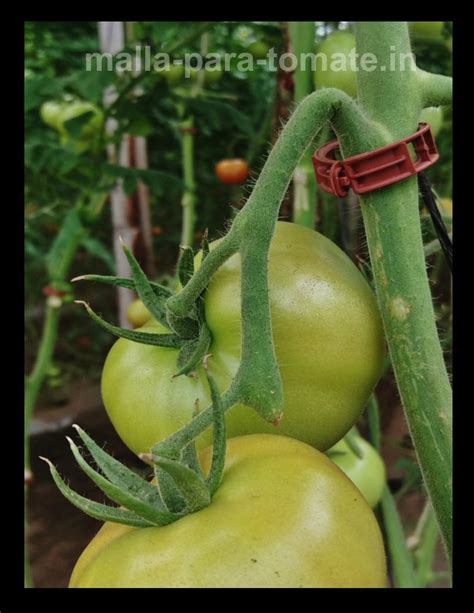 ¡Tutorado de tomate para mejorar su calidad!