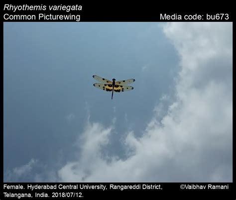 Rhyothemis variegata | Odonata