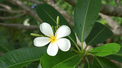 Frangipani or Plumeria one flower , white flower with five petals and ...