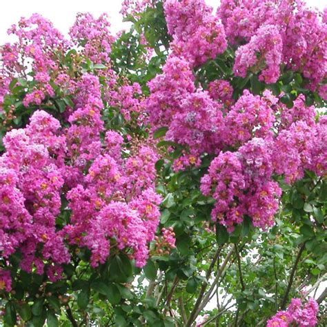 Crape Myrtle Colors And Names
