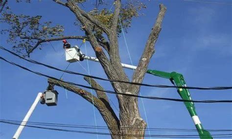 Image result for Tree Trimming Delaware