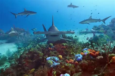 Image result for Shark Week 2016