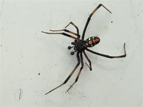 Northern Black Widow Spider Identification