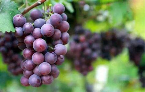 53种中晚熟葡萄登场，让你的味蕾幸福感爆棚！
