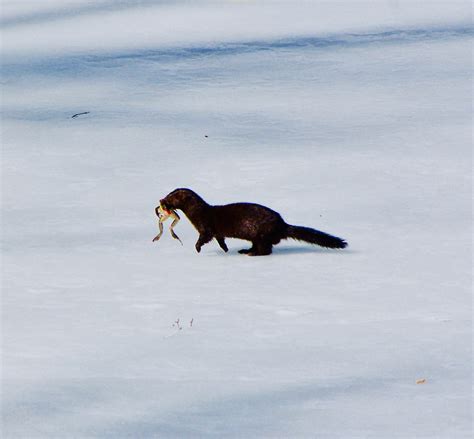 Weasel Vs Mink