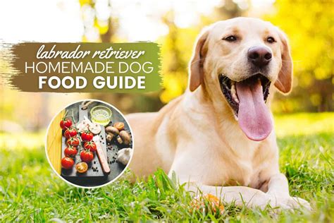 Labrador Retriever Homemade Food Adult & Puppy Guide: Recipes ...