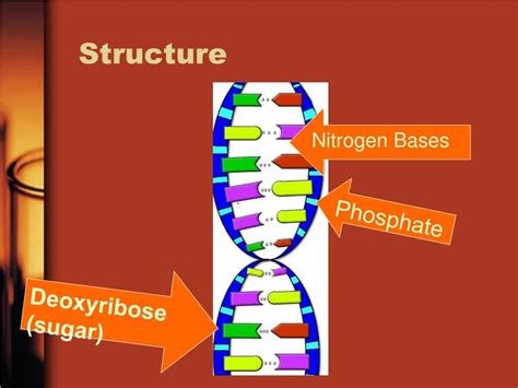 DNA Basic Unit 的图像结果