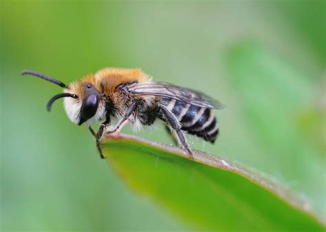 8 Buzzworthy Types of Bees | Biodiversity, Ground-Nesting, Solitary ...