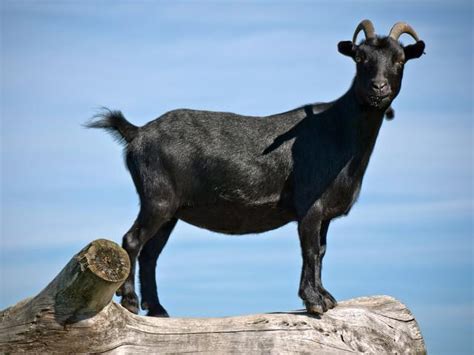 介绍3种偏“冷门”的黑山羊品种，繁殖率高，利润可观