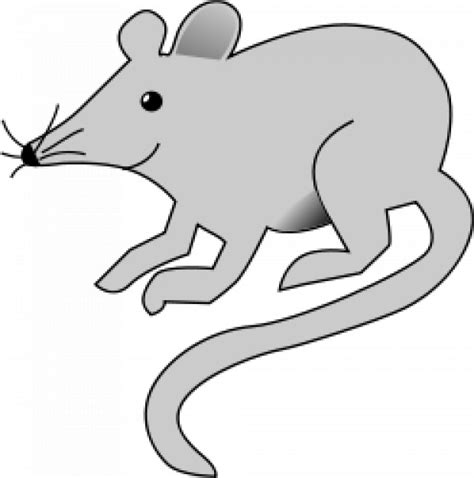 Image result for Mouse Animal Front View