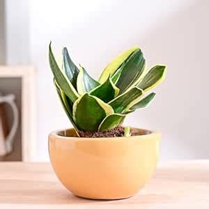 UGAOO Nature's Hum Fat Ceramic Planter for Plants | Flower Pot for ...