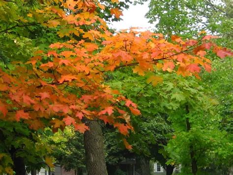 Japanese red maples bring color to fall | Local News | timesenterprise.com