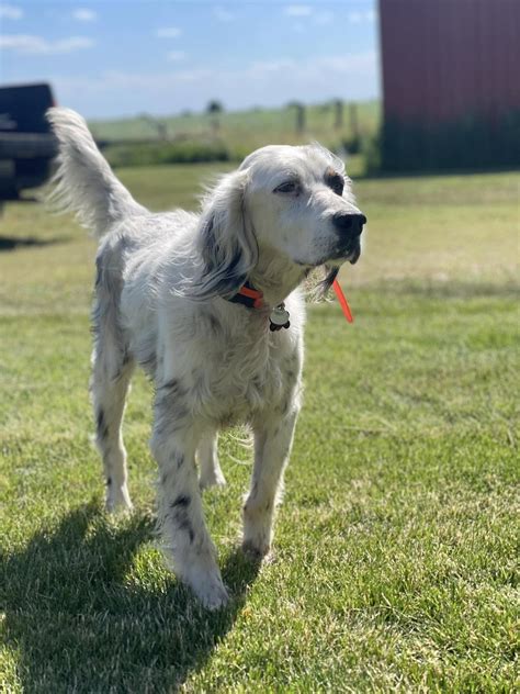Our English Setter Rescue