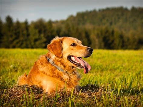 9 Dog Breeds with the Highest Cancer Rate | PetMD