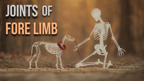 Tutorial Win Vet 的图像结果