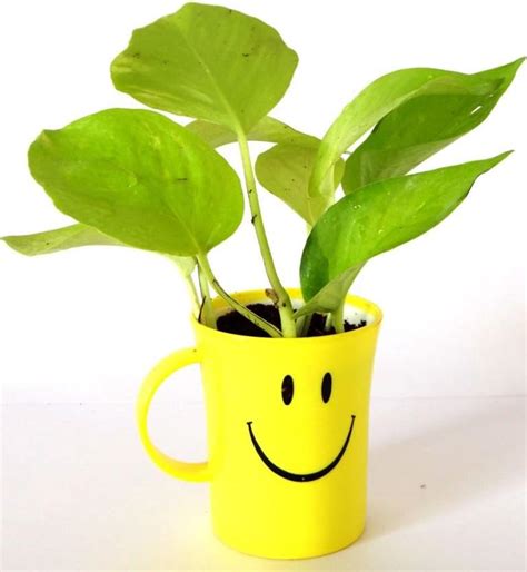 Rolling Nature Good Luck Jade Plant in Red Heart Ceramic Pot : Amazon ...