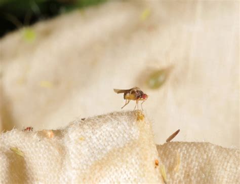 Fungus gnats pester plant parents - Hoosier Gardener