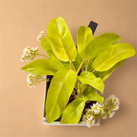 Buy Indoor Plants Online, Succulents and cactus at Plant Orbit