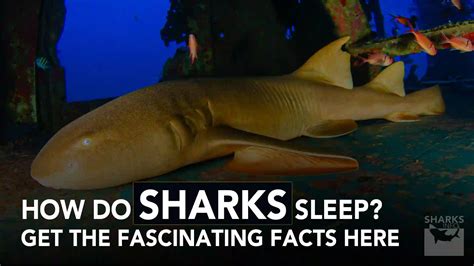 How do Sharks Sleep? Some Rare Fascinating Facts! - sharksinfo.com