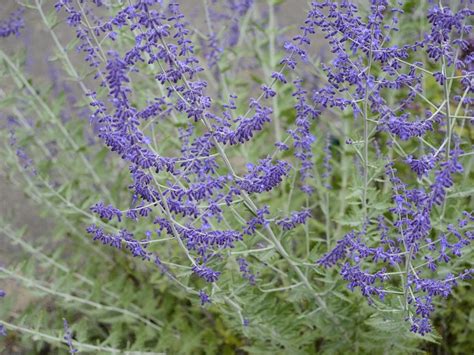 Russian Sage Care In Your Flower Garden