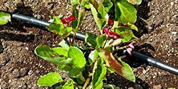 Pinolex Drip Irrigation 16 Mm Diameter Main Supply Line Pipe Gardening ...