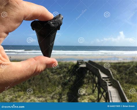 Great White Shark North Carolina Stock Photos - Free & Royalty-Free ...