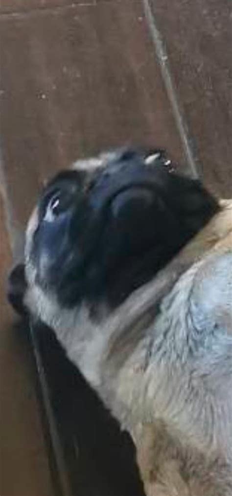 Meet Percy the long haired pug. He is 5 months old this week. He's my ...