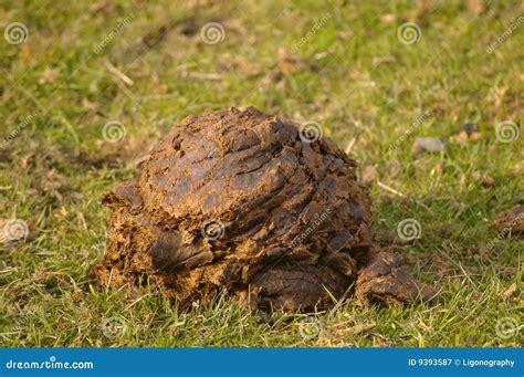 Cow Manure stock image. Image of garbage, feces, cattle - 9393587