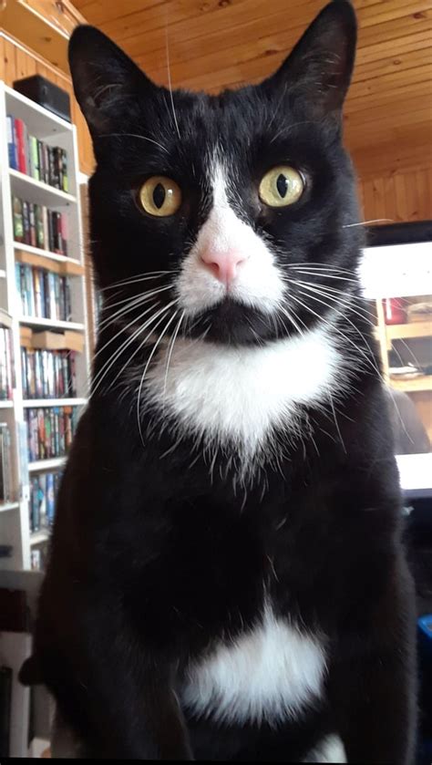 Image result for Scared Scratch Cat